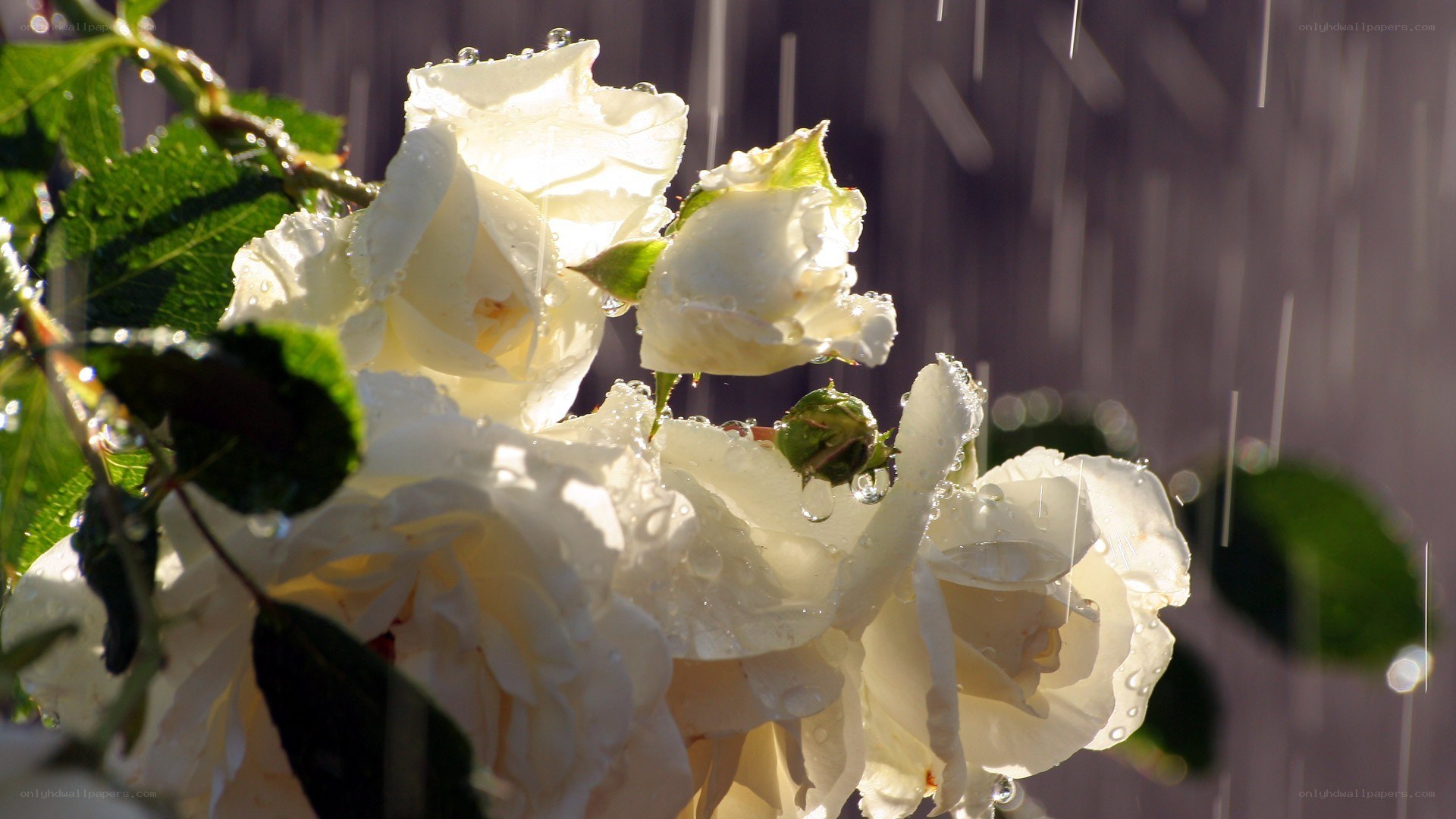 White roses in the rain