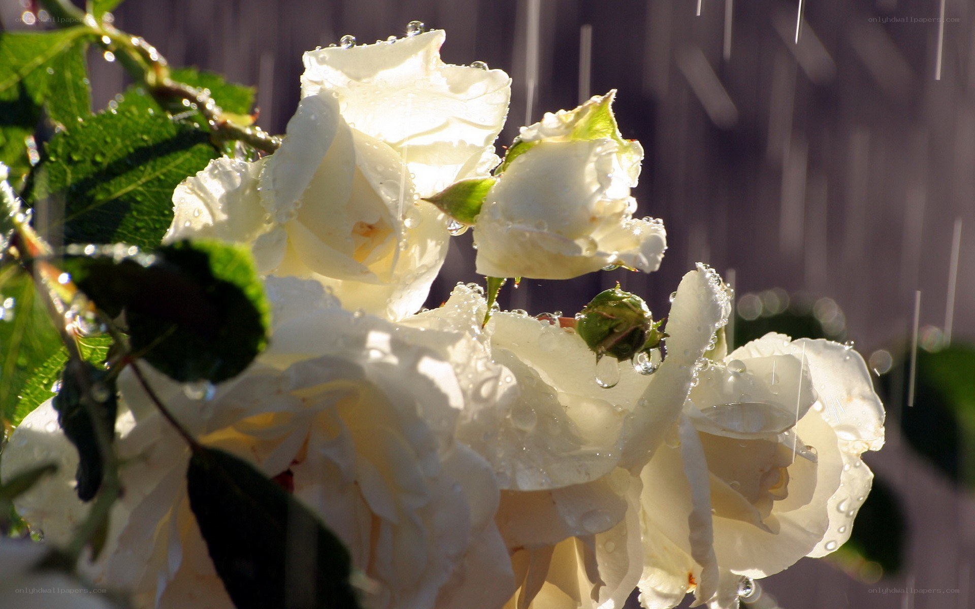 White roses in the rain
