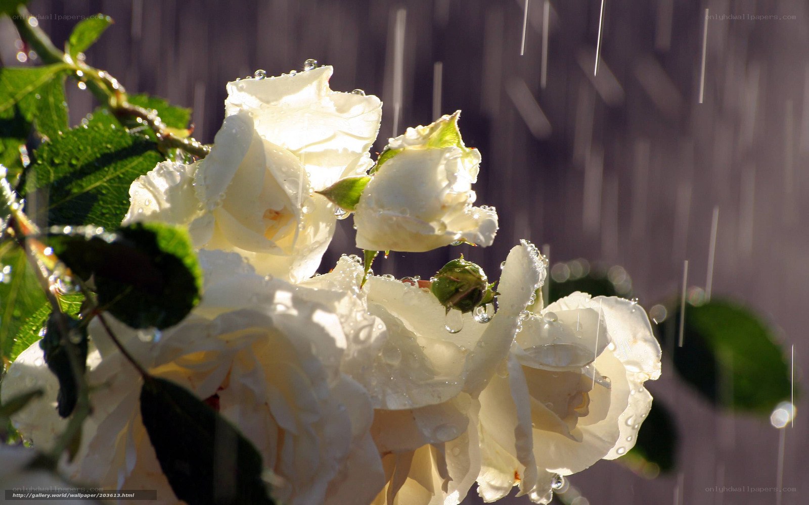 White roses in the rain