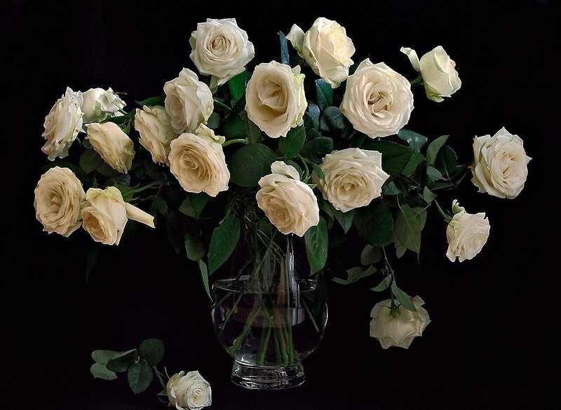 White Roses in Vase — Dramatic, Photograph