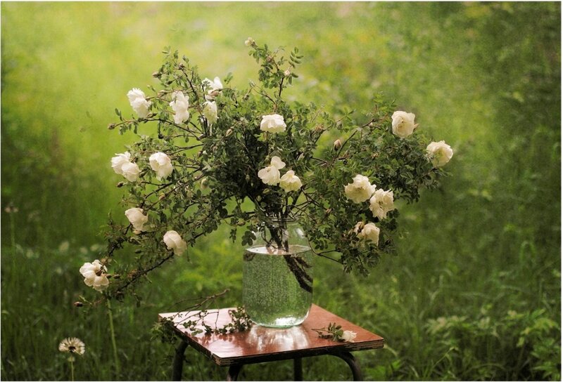 White Roses in Vase — Green, Serene, Afternoon