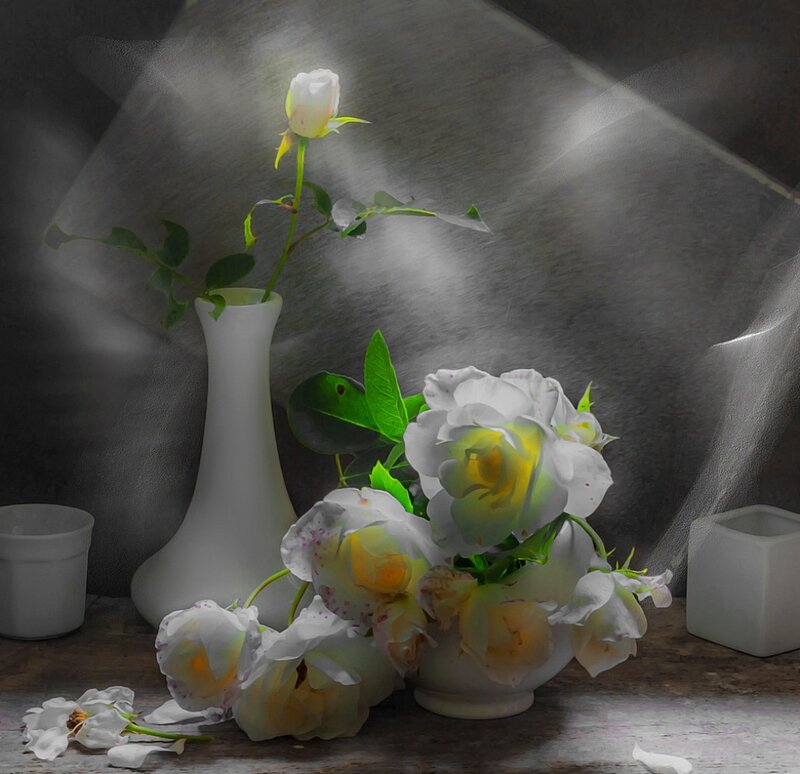 White Roses in Vases — Dramatic, Photograph