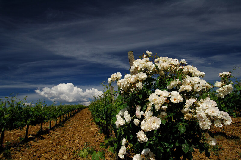 White Roses in Vineyard