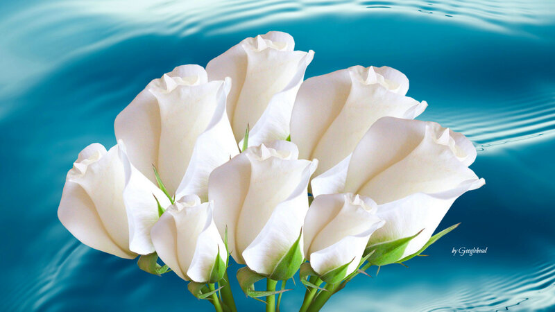 White Roses in Water