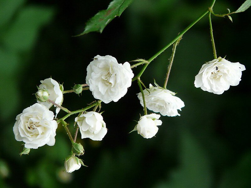 White Roses on a Branch