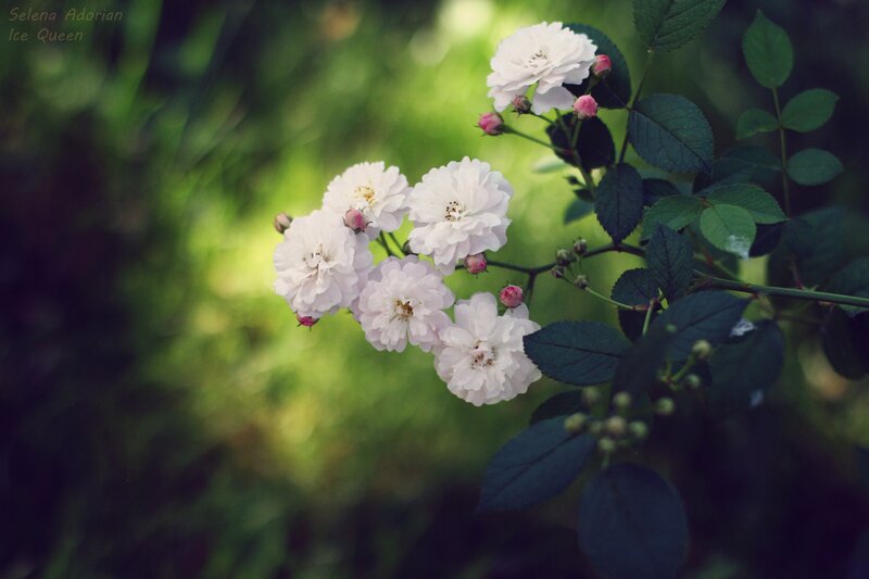 White Roses on a Bush — Serene
