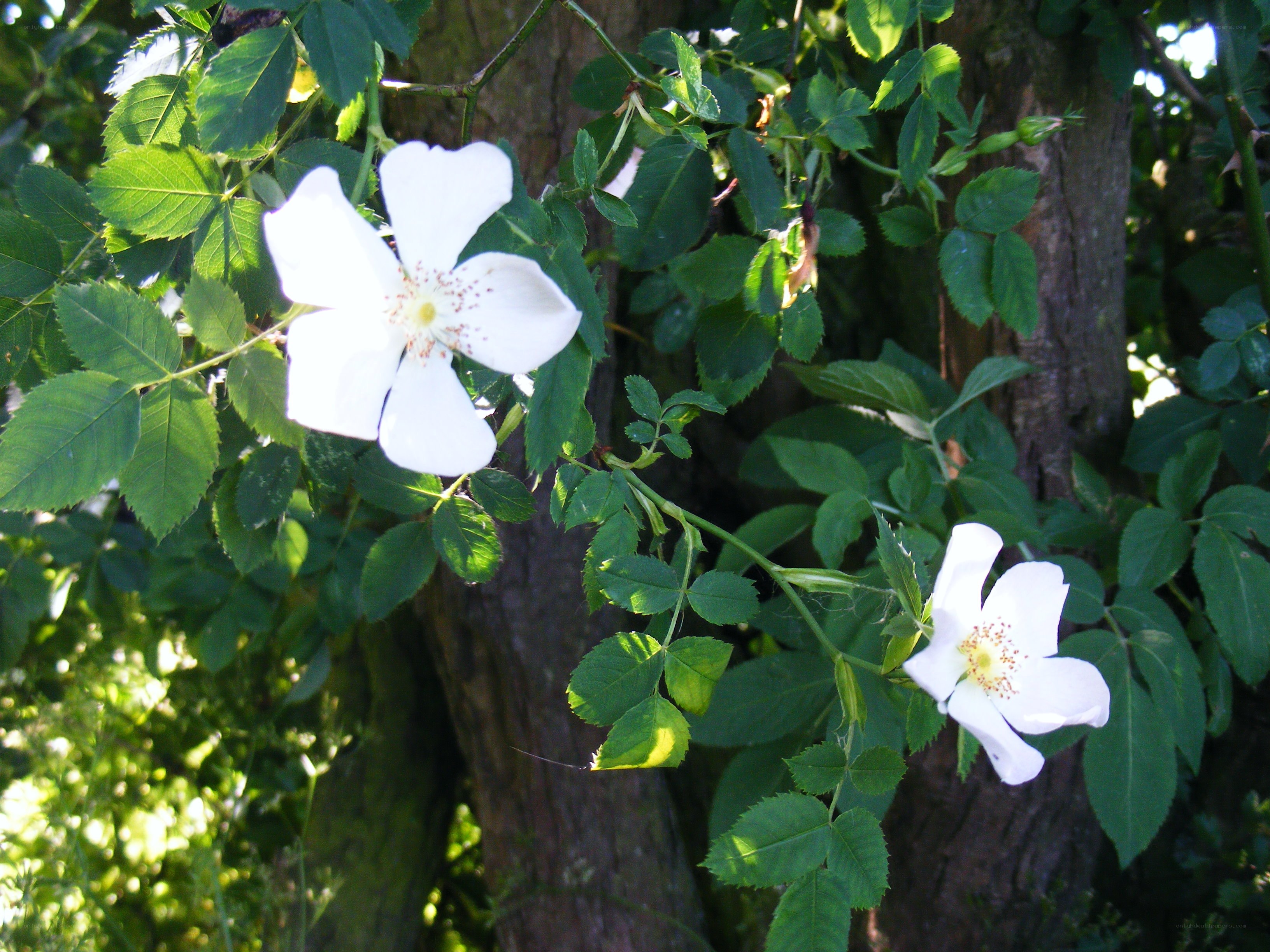 White roses on a bush