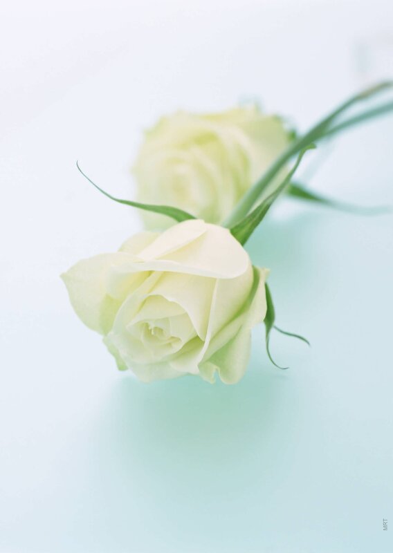 White roses on a light background