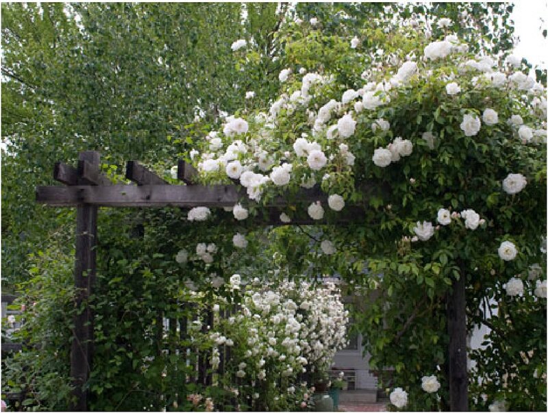 White Roses on Arbor — Serene, Spring