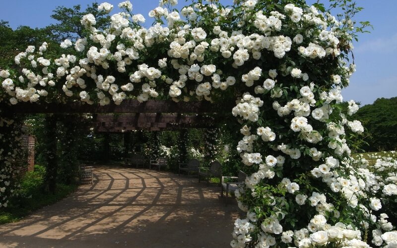 White Roses on Arbor — Serene