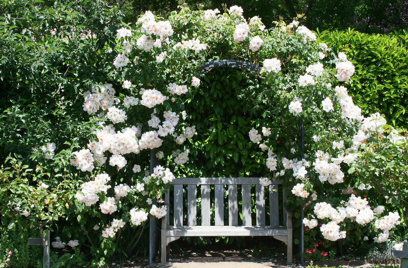 White Roses on Arbor