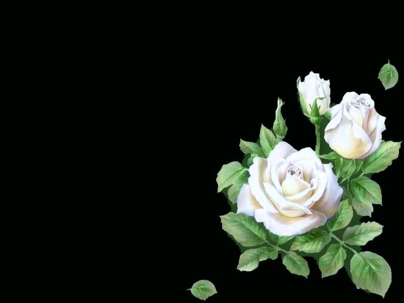 white roses on black background
