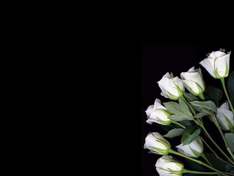 white roses on black background