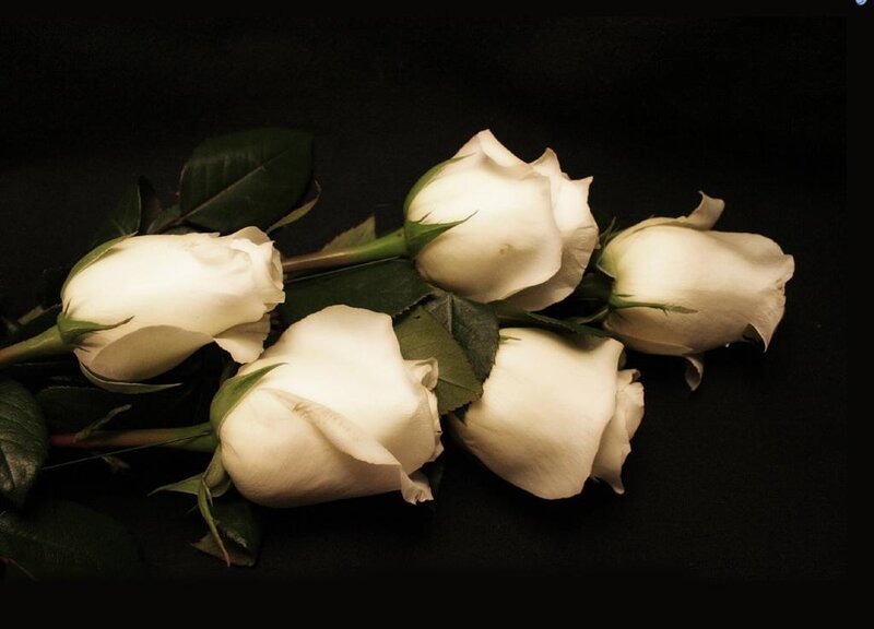 White Roses on Black — Dramatic, Photograph