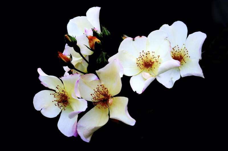 White Roses on Black — Dramatic