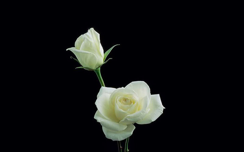 White Roses on Black — Serene, Photograph, Flower