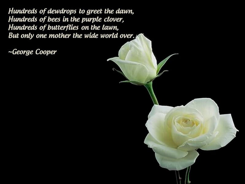 White Roses on Black — Serene, Photograph