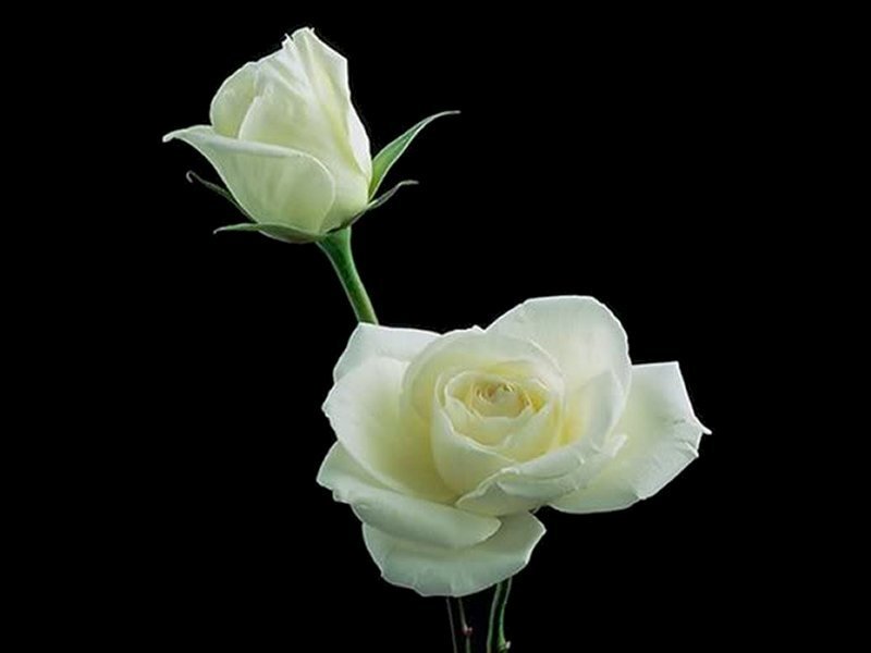White Roses on Black — Serene