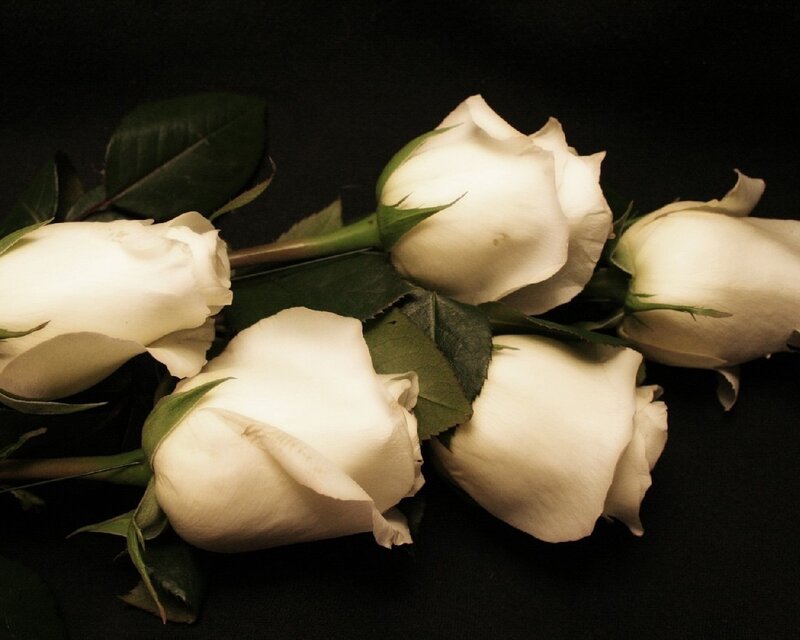 White Roses on Black
