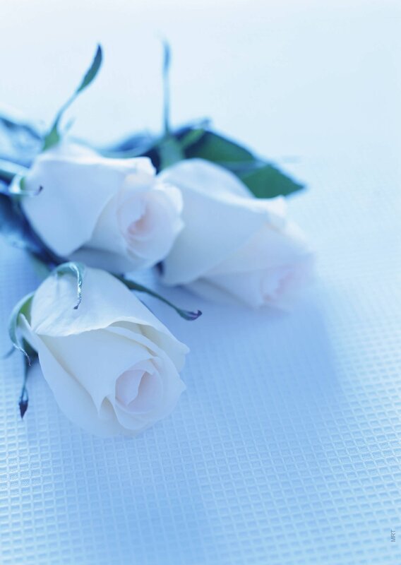 white roses on blue surface