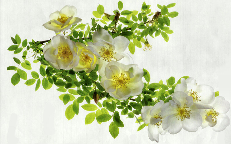 White Roses on Branch