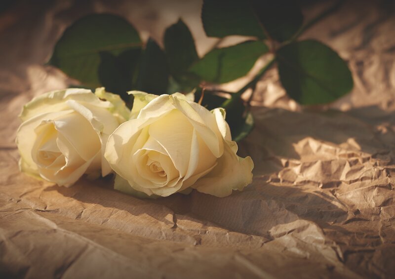 White roses on brown paper