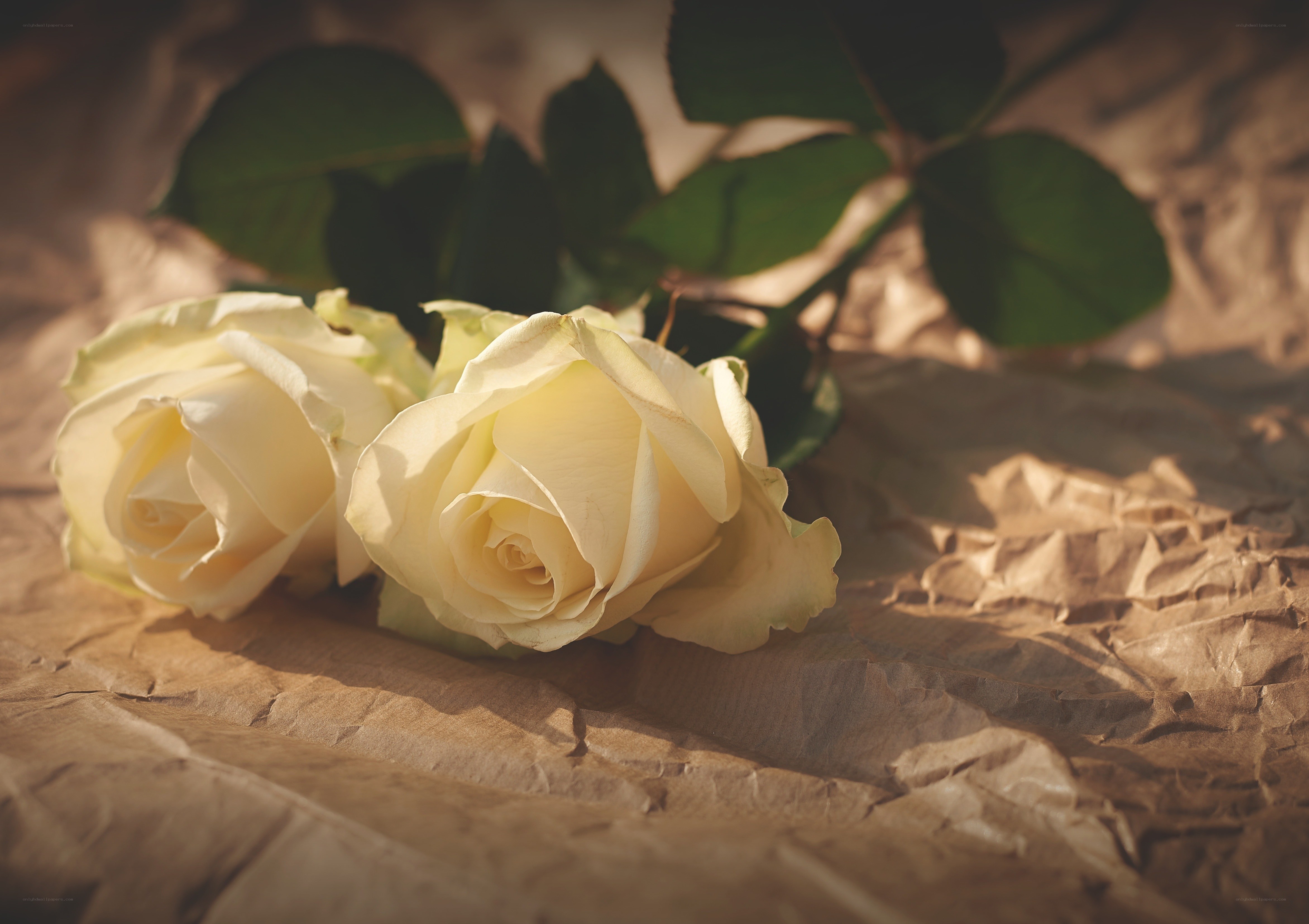 White roses on brown paper