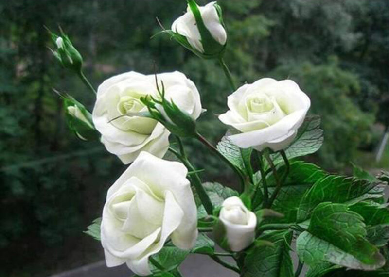 White Roses on Bush — Calm, Photograph, Buds