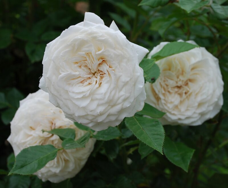 White Roses on Bush — Calm, Photograph, Leaves