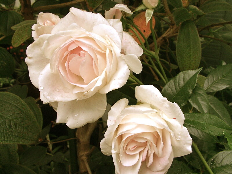 White Roses on Bush — Calm, Photograph