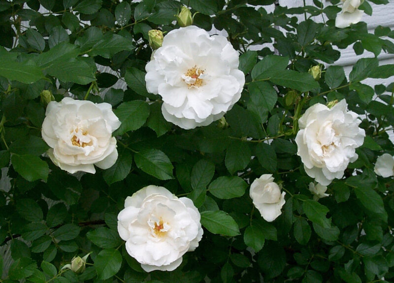 White Roses on Bush — Calm, Summer
