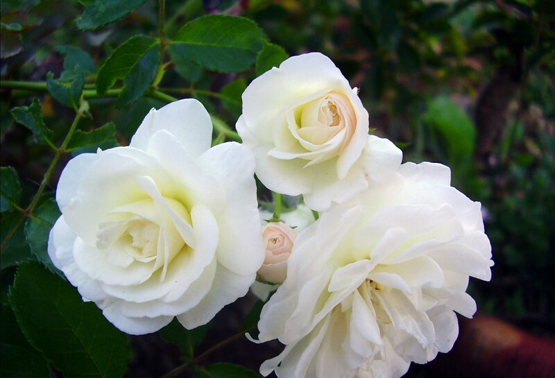 White Roses on Bush — Calm