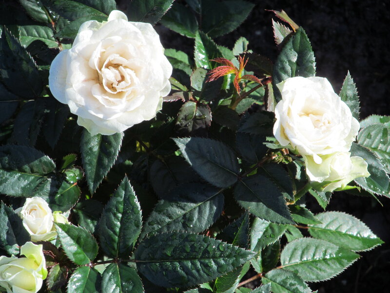 White Roses on Bush — Green