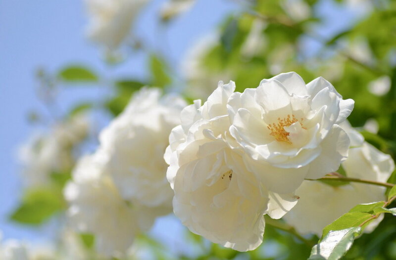 White Roses on Bush — Serene, Afternoon, Photograph, Flowers