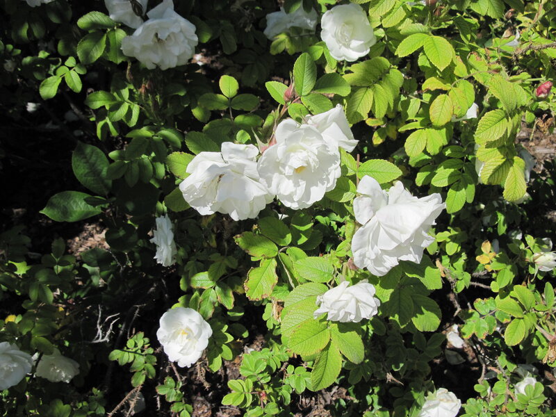 White Roses on Bush — Serene, Afternoon