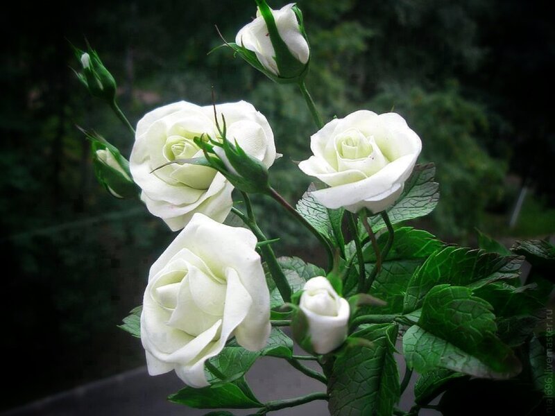 White Roses on Bush — Serene, Photograph