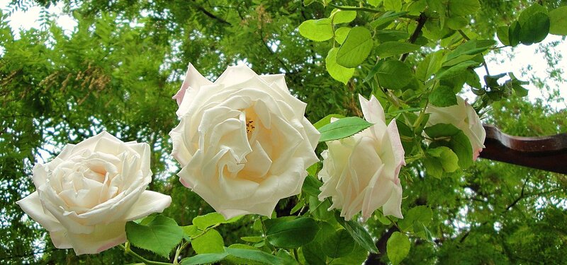 White Roses on Bush — Serene, Spring