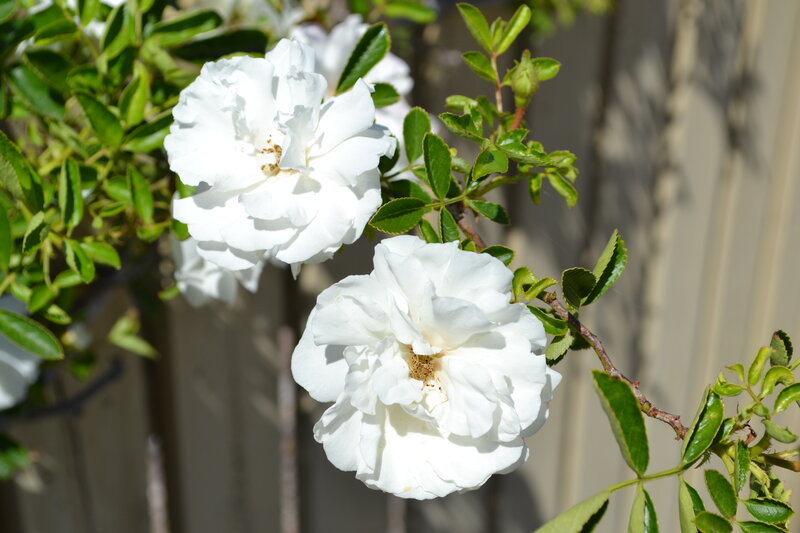 White Roses on Bush — Serene
