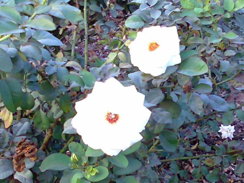 White Roses on Bush