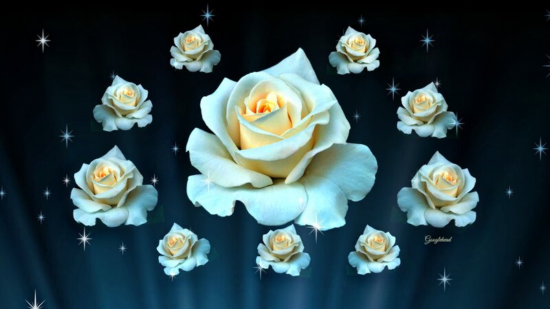 White Roses on Dark Background — Blue