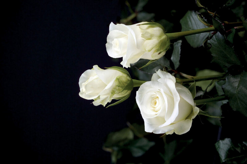 White roses on dark background