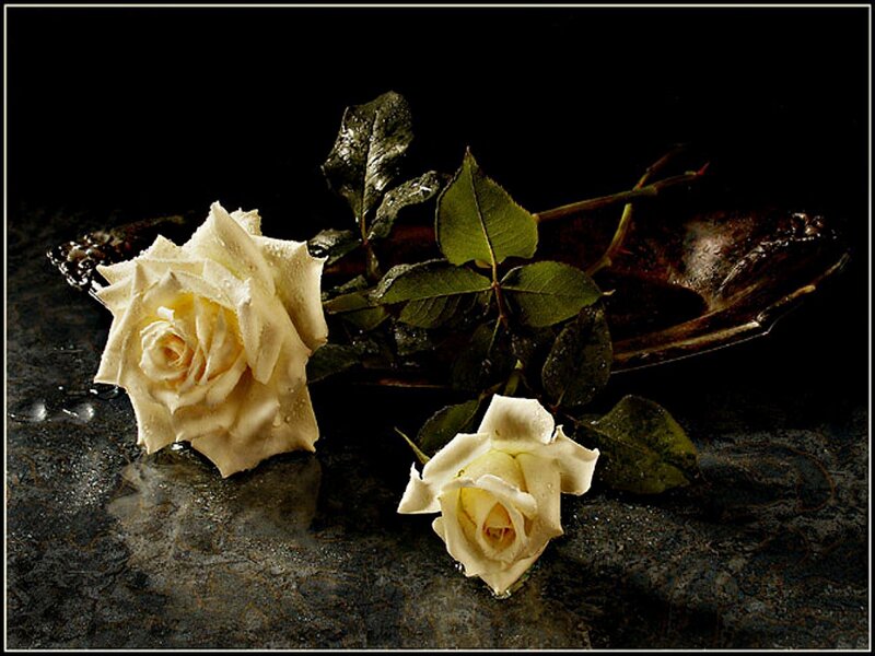 White Roses on Dark Surface — Black