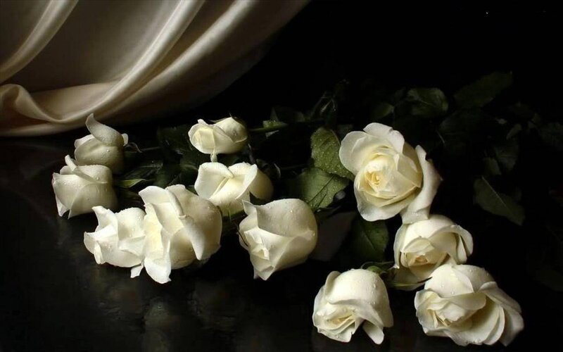 White Roses on Dark Surface — Dramatic, Photograph
