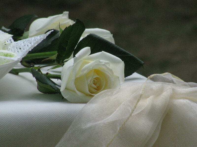 White Roses on Fabric — Serene