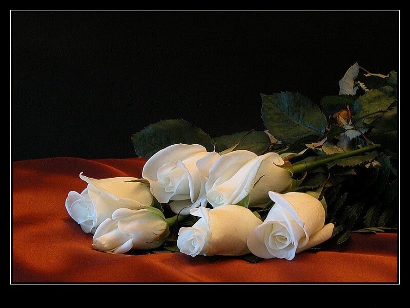 White Roses on Fabric