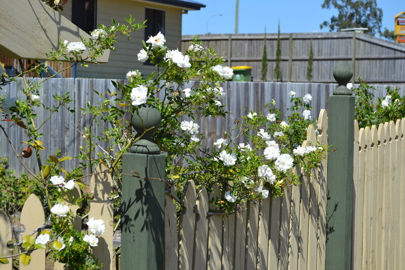 White Roses on Fence