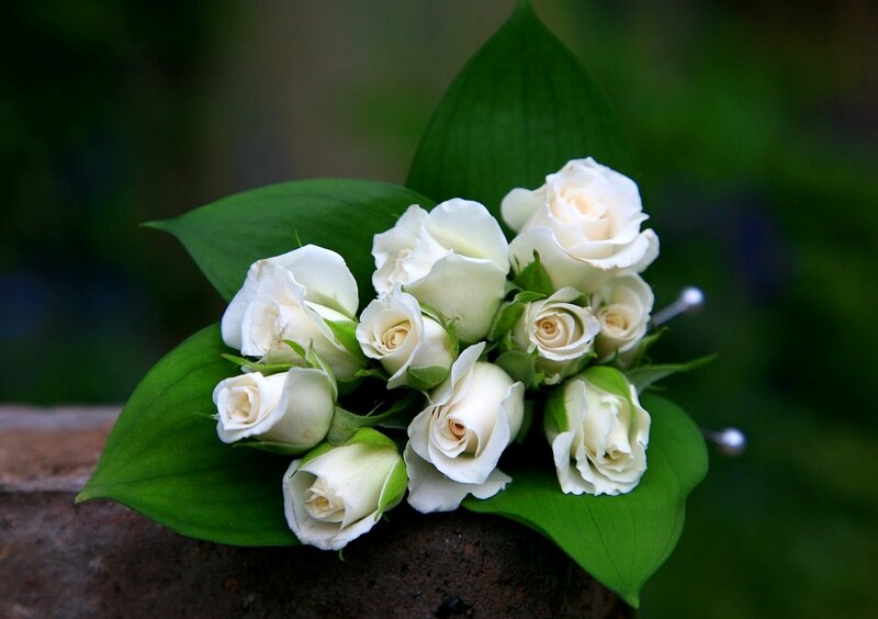 White Roses on Green Leaves — Serene
