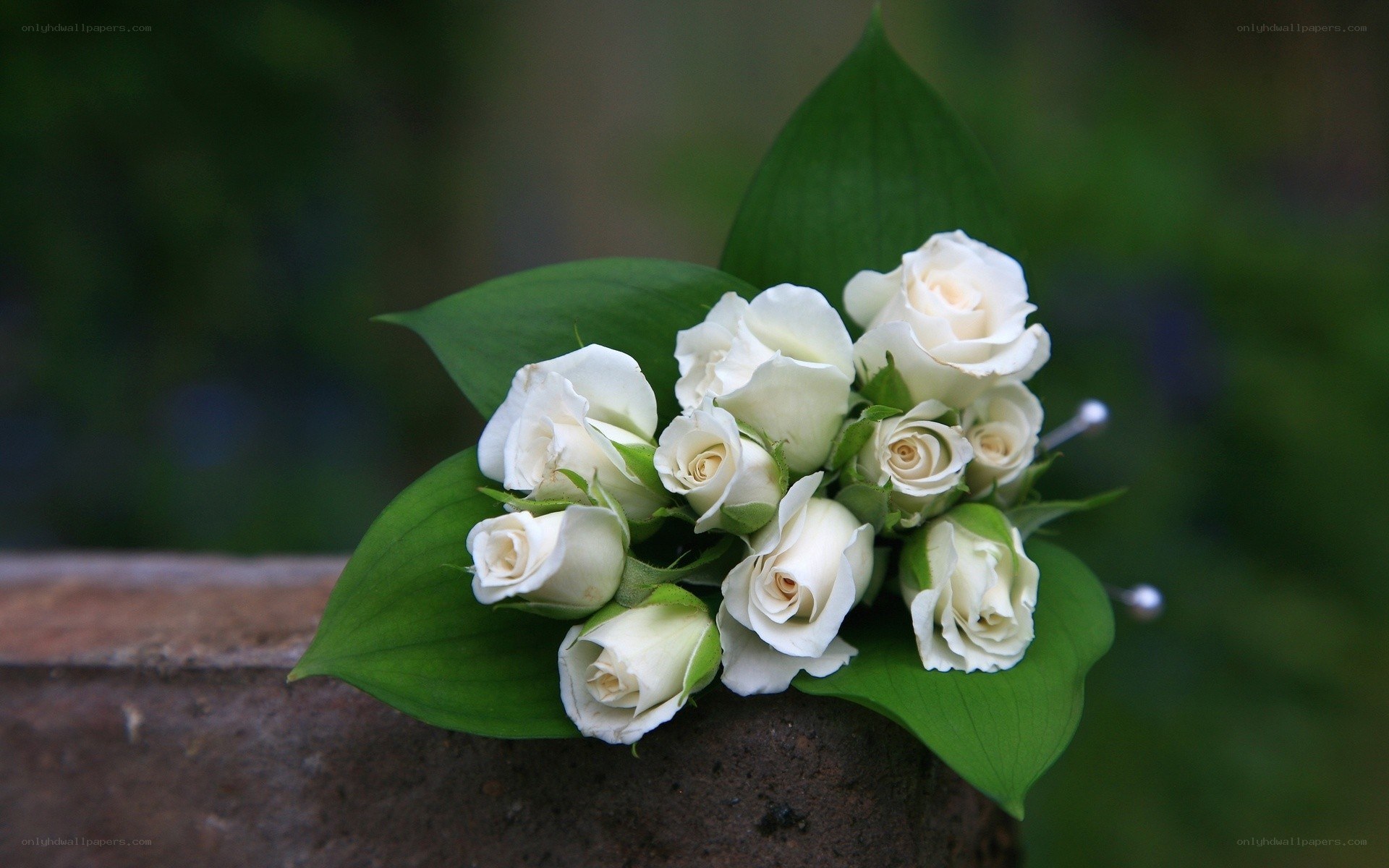 White roses on green leaves