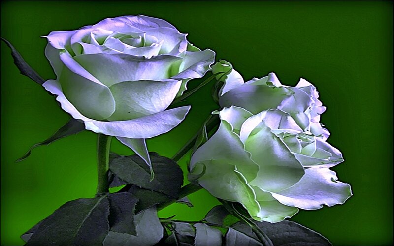 White Roses on Green