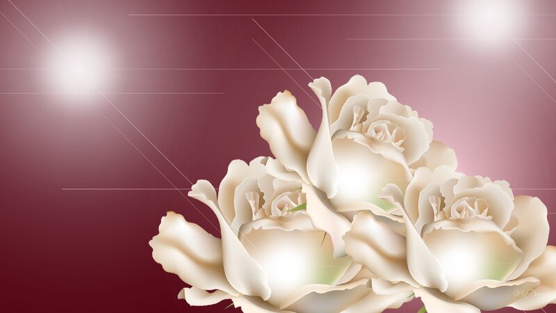 White Roses on Maroon